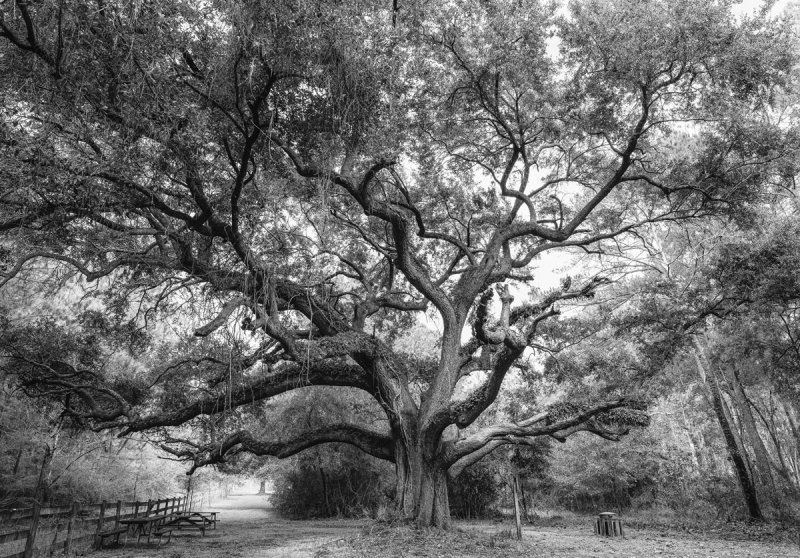 greyscale live oak 1 of 1 copy.jpg