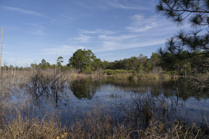 swamp_1_1_of_1_copy.jpg