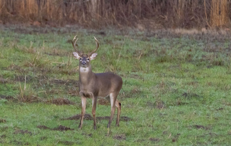 deer.jpg