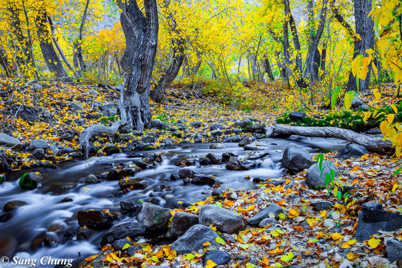 fall colors of a poetic creek 