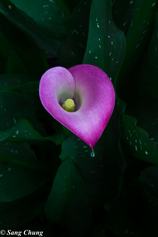 Calla Lilly