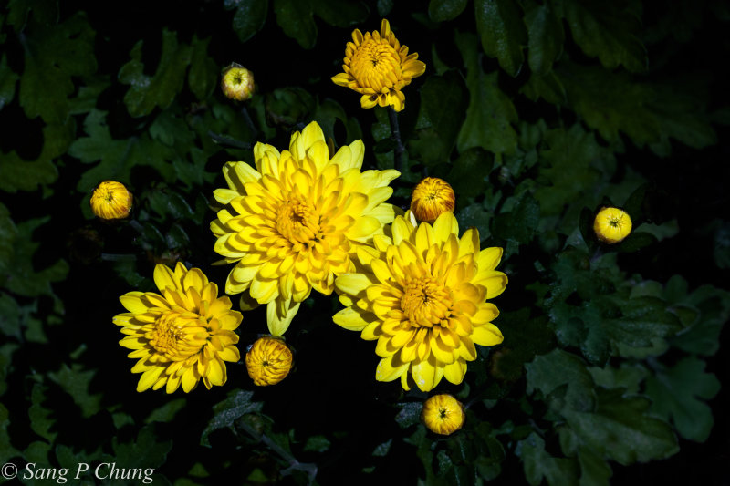 chrysanthemum