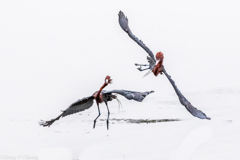 reddish egrets in action