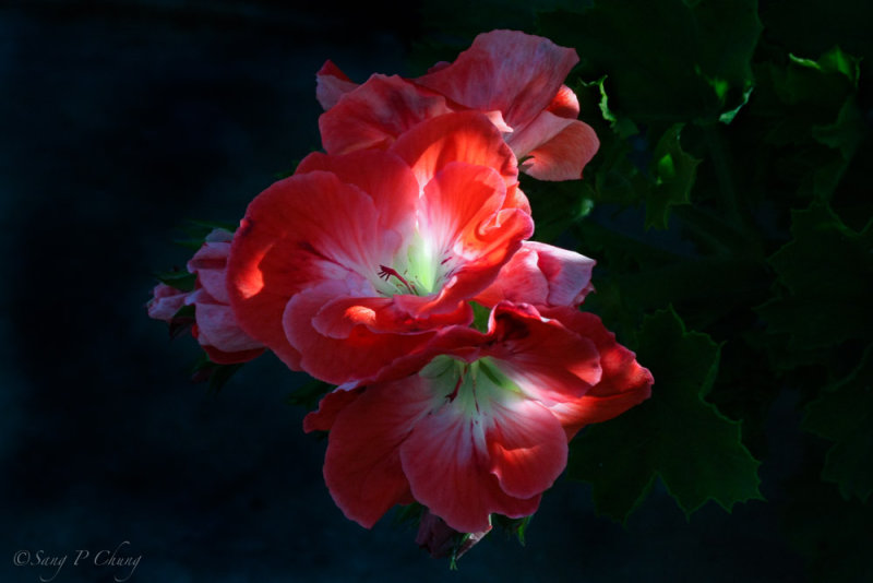 sunlight and geranium