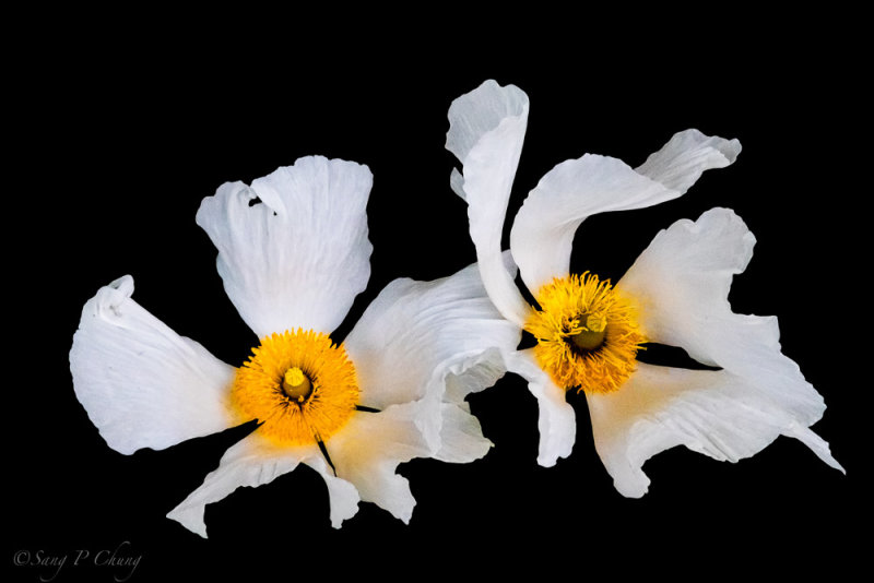 Peony