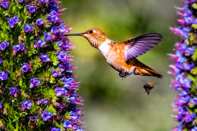 honey sucking humming bird