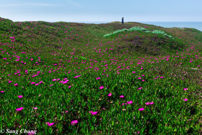 wild succulants by the sea