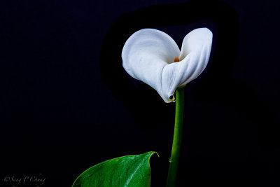 white calla lily with a morning dew