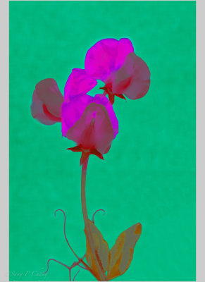 Lab Colored Sweet Pea