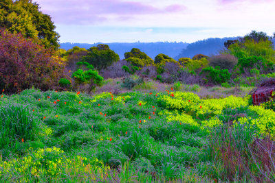 Colors of Spring at Albany Bulb