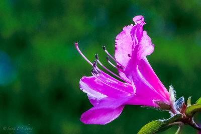 Azalea in blossom