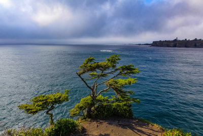 Sitca Spruce
