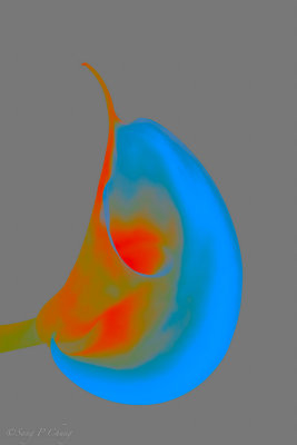 Abstractly Colored Calla Lily
