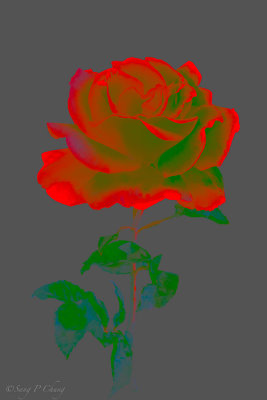Rose, Lab-Colored