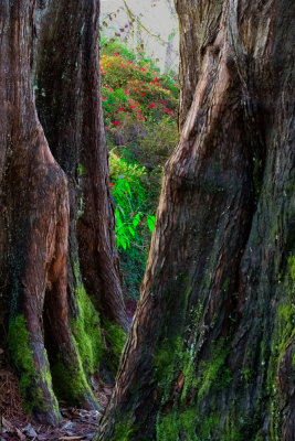 between redwood trees