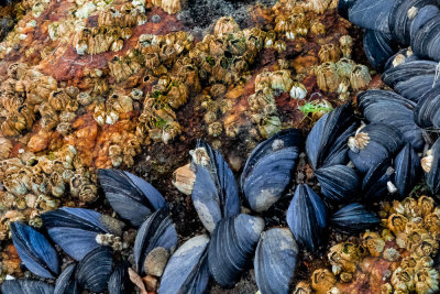 shells in Shell Beach