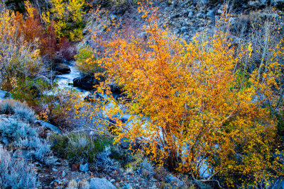 a poetry creek of Bishop