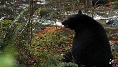 2017_11_10 Hike, Bears, etc