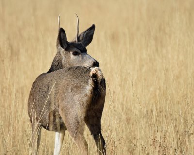 Deer Mule D-700.jpg