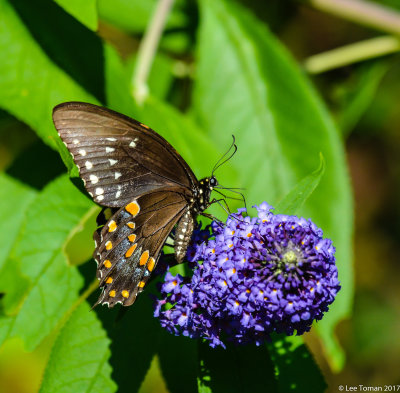 Black Swallowtail