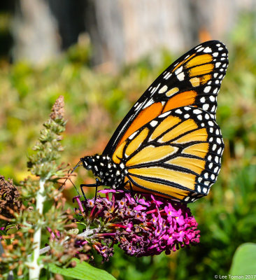 Monarch with Wings closed