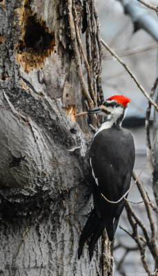 Pileated Woodpecker-1