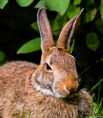 Backyard Bunny