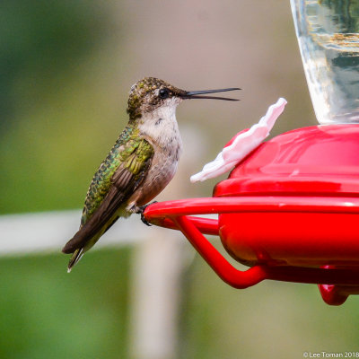 Hummingbird