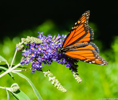 Butterflys, Moths, Bugs, and Bees