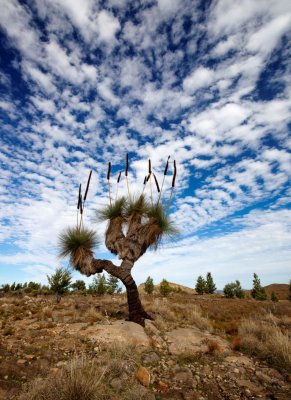 Flinders Ranges with Julie Fletcher