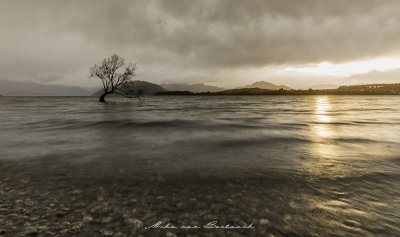 Obligatory Wanaka Tree