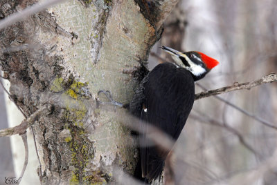 Grand pic (femelle) - Pileated woodpecker