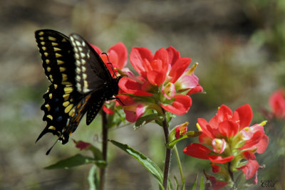 Papillon du cleri- Black swallowtail - Papilio polyxenes