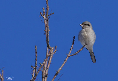 Pie-griche borale - Northern shrike