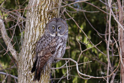 Chouette lapone - Great gray owl