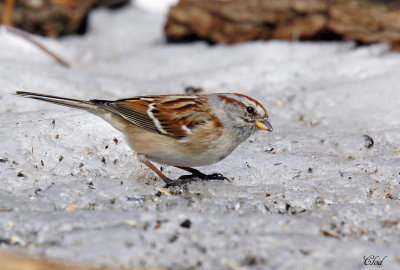 Bruant hudsonien - American tree sparrow 