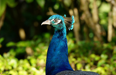 Paon bleu - Common peafowl