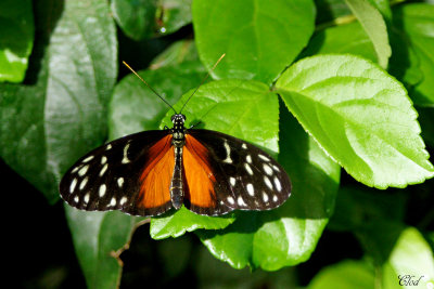 Hliconius hcale - Tiger Longwing