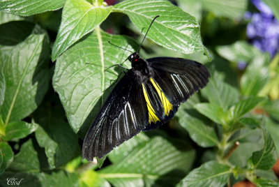 Troides plateni - Birdwing