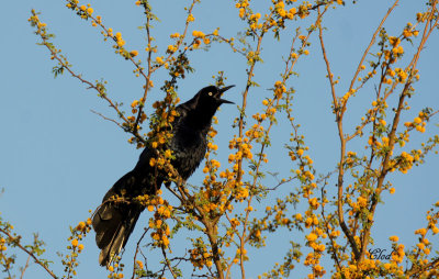 Quiscale  longue queue - Great-tailed grackle