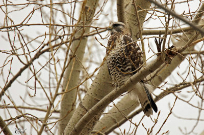 Buse pattue - Rough-legged Hawk