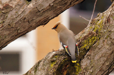 Jaseur boral - Bohemian Waxwing 