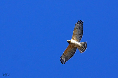 Buse  paulettes - Red-shouldered Hawk