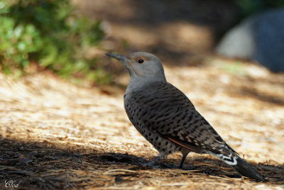 Pic flamboyant de l'ouest (ros) - Northern flicker (western)