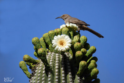 Moqueur  bec courbe - Curve-billed thrasher