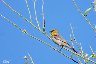 Auripare verdin - Verdin