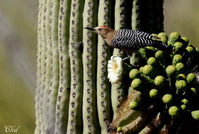 Pic des Saguaros - Gila Woodpecker