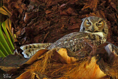 Grand-duc d'Amrique - Great horned-owl