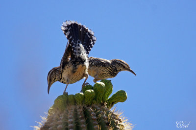 Troglodyte des cactus - Cactus wren