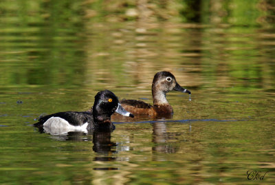 Fuligule  collier - Ring-necked duck